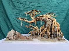 a bonsai tree with roots growing out of it