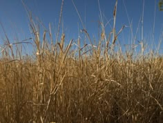 the tall grass is ready to be harvested