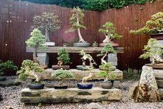 several bonsai trees are displayed in front of a wooden fence with rocks and gravel