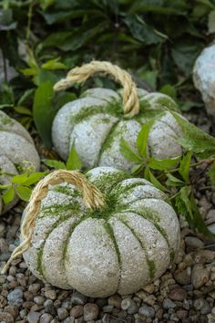 three white pumpkins with green moss growing on them sitting in the middle of gravel