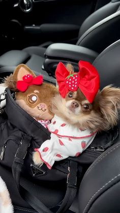 two small dogs sitting in the back seat of a car wearing bows and headbands