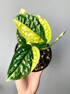 a hand holding a potted plant with yellow and green leaves in it's center