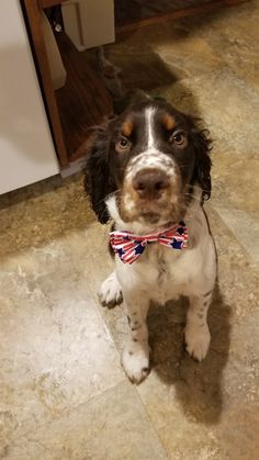 a black and white dog wearing a red, white and blue bow tie sitting on the floor