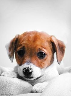 a small dog is sitting in front of a sign with the caption's name