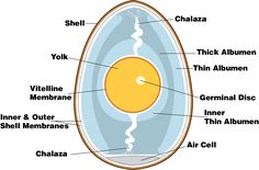 the structure of an egg with all its parts labeled in english and german words on it