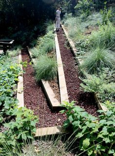 a man walking through a garden filled with lots of green plants and dirt on the ground