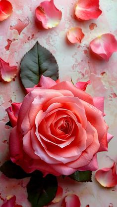 a pink rose surrounded by petals on a white surface