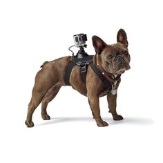 a dog with a camera attached to it's back standing in front of a white background