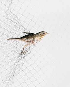 a small bird perched on top of a wire mesh net next to a white wall