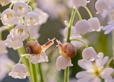 two snails crawling on white flowers in the sun