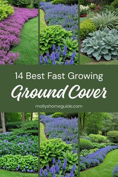 the best fast growing ground cover for landscaping