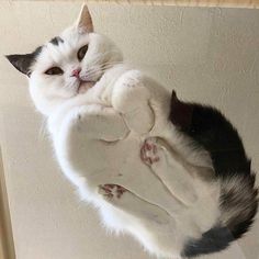 a black and white cat laying on top of a mirror with its paws in the air