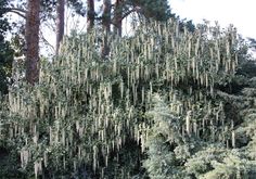 the trees are covered with moss and hanging from them