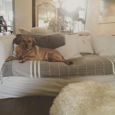 a brown dog laying on top of a white couch next to a mirror in a living room