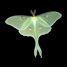 a green and white moth on a black background