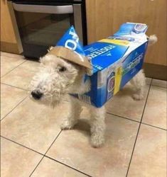 a white dog wearing a birthday hat and holding a blue box with the number 50 on it