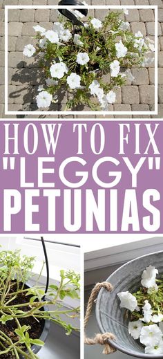 how to fix an eggy petunias planter in less than 10 minutes