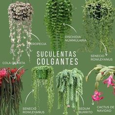 an image of plants that are labeled in spanish