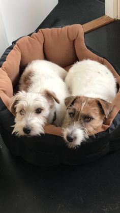 two dogs laying in a dog bed on the floor