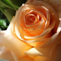 an orange rose with green leaves in the background