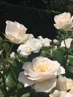 several white roses blooming in a garden