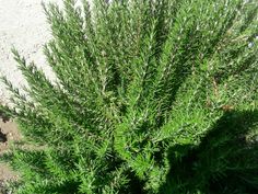 a bush with green leaves in front of a white wall