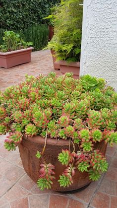 a potted plant with pink and green flowers on the ground next to a building