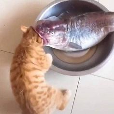 a cat looking at a fish in a bowl