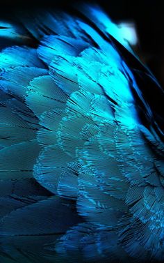 a blue and black bird with feathers on it's back side, close up