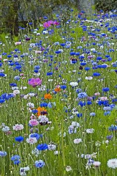 a field full of wildflowers with trees in the background