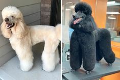 two poodles standing on top of a table next to each other