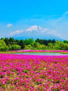 the flowers are blooming all over the field and mountain in the background with blue sky