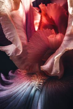 Anelise - Flowers In Print - Fine Art Wall Print Iris Gardens, Iris Print, Beauty Is Fleeting, Egyptian Beauty, Montclair Nj, Iris Garden, O Keeffe, Mood And Tone, Different Flowers