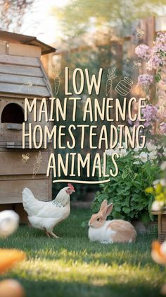 A peaceful yard with a white chicken and a brown and white rabbit on green grass. Wooden coop, flowers, and text reading "Low Maintenance Homesteading Animals."