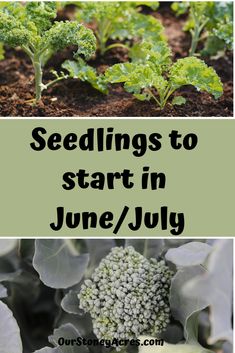 broccoli plants growing in the garden with text overlay reading seedings to start in june / july