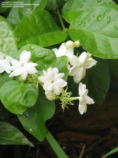 white flowers with green leaves in the rain