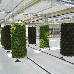 several green plants are growing in the middle of a room