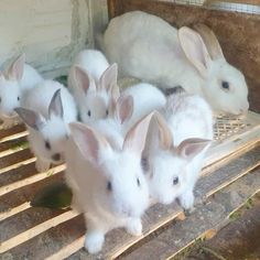 four white rabbits sitting on top of a wooden pallet in a cage next to each other