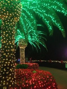 palm trees decorated with christmas lights in the night