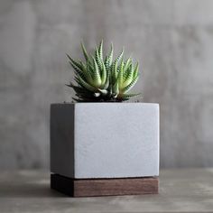 a small green plant sitting on top of a white block