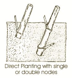 an image of a drawing with the words direct planning with single or double noes