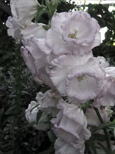 white flowers are blooming in the garden