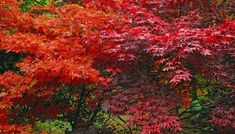 red leaves on trees in the fall season