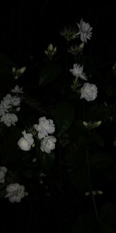 some white flowers are lit up in the dark