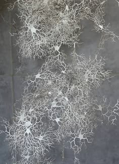 some very pretty white tree roots on a concrete wall