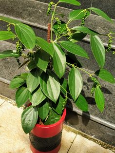 a potted plant with green leaves sitting on the ground next to some concrete steps