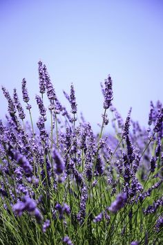 lavender flowers are growing in the field on a sunny day