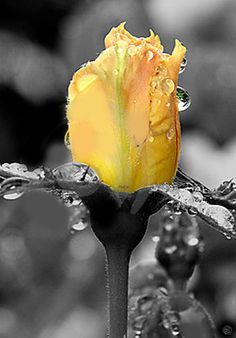 a yellow flower with drops of water on it's petals, in black and white