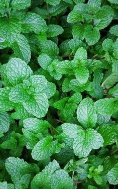 green leaves are growing on the ground