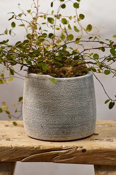 a potted plant sitting on top of a wooden table